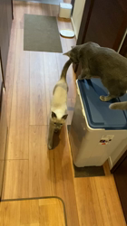 藤橋有香ブリーダーからお迎えしたロシアンブルー：ほたるちゃん