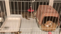 本元妙永子ブリーダーからお迎えした柴犬：ちゃこちゃん
