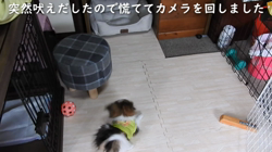 後藤喜代美ブリーダーからお迎えしたパピヨン：あちゃちゃん