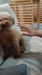 江川伸子ブリーダーからお迎えしたトイプードル：ルイくん