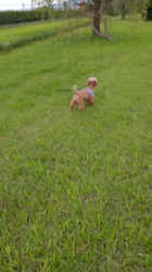 江川伸子ブリーダーからお迎えしたトイプードル：ルイくん