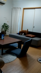 江川伸子ブリーダーからお迎えしたトイプードル：ルイくん