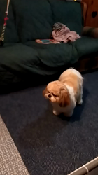 倉持恵理ブリーダーからお迎えしたシーズー：シャーロック・パディントンくん