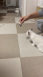 香坂眞由美ブリーダーからお迎えしたラグドール：ミロくん