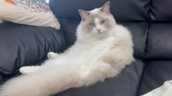 香坂眞由美ブリーダーからお迎えしたラグドール：ミロくん