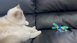 香坂眞由美ブリーダーからお迎えしたラグドール：ミロくん