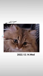 松井やすのブリーダーからお迎えしたペルシャ(チンチラ)：ルナちゃん