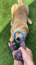 山内康裕ブリーダーからお迎えしたゴールデンレトリバー：希望ちゃん