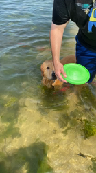 山内康裕ブリーダーからお迎えしたゴールデンレトリバー：希望ちゃん