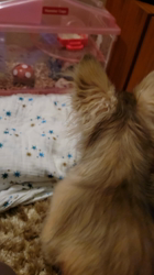 門脇千鶴ブリーダーからお迎えしたチワワ(ロング)：テオくん