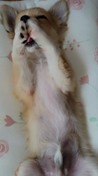 門脇千鶴ブリーダーからお迎えしたチワワ(ロング)：テオくん