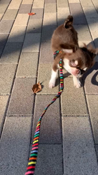 川島友子ブリーダーからお迎えしたチワワ(ロング)：ゆめくん