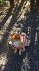 亀井武志ブリーダーからお迎えした柴犬：ももちゃん