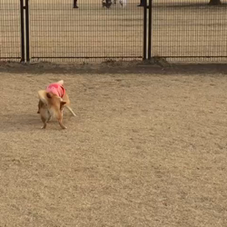 亀井武志ブリーダーからお迎えした柴犬：ももちゃん
