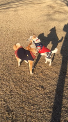 亀井武志ブリーダーからお迎えした柴犬：ももちゃん