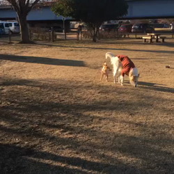 亀井武志ブリーダーからお迎えした柴犬：ももちゃん
