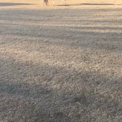 亀井武志ブリーダーからお迎えした柴犬：ももちゃん