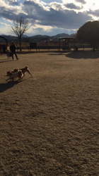 亀井武志ブリーダーからお迎えした柴犬：ももちゃん