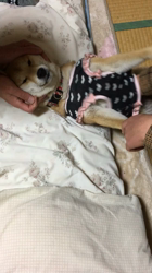 亀井武志ブリーダーからお迎えした柴犬：ももちゃん