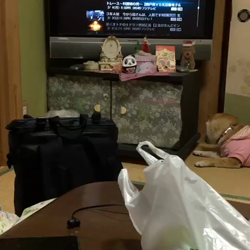 亀井武志ブリーダーからお迎えした柴犬：ももちゃん