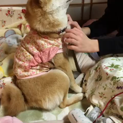 亀井武志ブリーダーからお迎えした柴犬：ももちゃん