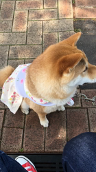 亀井武志ブリーダーからお迎えした柴犬：ももちゃん