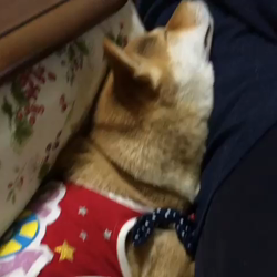 亀井武志ブリーダーからお迎えした柴犬：ももちゃん