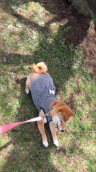 亀井武志ブリーダーからお迎えした柴犬：ももちゃん