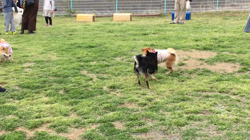 亀井武志ブリーダーからお迎えした柴犬：ももちゃん