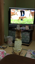 亀井武志ブリーダーからお迎えした柴犬：ももちゃん