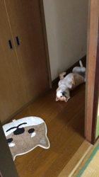 亀井武志ブリーダーからお迎えした柴犬：ももちゃん