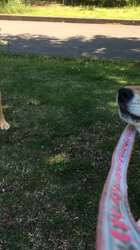 亀井武志ブリーダーからお迎えした柴犬：ももちゃん