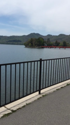 亀井武志ブリーダーからお迎えした柴犬：ももちゃん