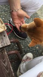 亀井武志ブリーダーからお迎えした柴犬：ももちゃん