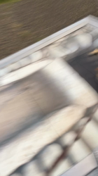 亀井武志ブリーダーからお迎えした柴犬：ももちゃん