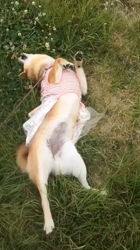 亀井武志ブリーダーからお迎えした柴犬：ももちゃん