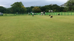 亀井武志ブリーダーからお迎えした柴犬：ももちゃん