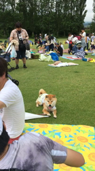 亀井武志ブリーダーからお迎えした柴犬：ももちゃん
