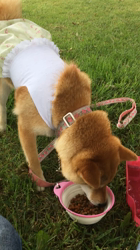 亀井武志ブリーダーからお迎えした柴犬：ももちゃん