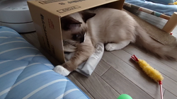 宮澤清江ブリーダーからお迎えしたラグドール：Latte　ラテくん