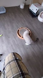 宮澤清江ブリーダーからお迎えしたラグドール：Latte　ラテくん