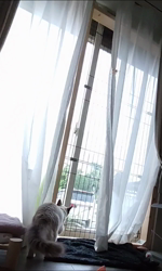 宮澤清江ブリーダーからお迎えしたラグドール：Latte　ラテくん