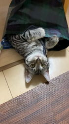 藤原五月ブリーダーからお迎えしたマンチカン：ドンくん