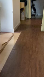藤原五月ブリーダーからお迎えしたマンチカン：ドンくん