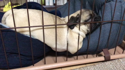 大河原亜矢子ブリーダーからお迎えしたパグ：バンくん