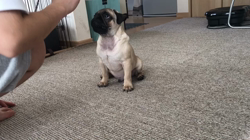 大河原亜矢子ブリーダーからお迎えしたパグ：バンくん