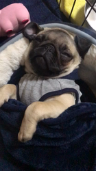 大河原亜矢子ブリーダーからお迎えしたパグ：バンくん