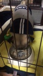 大河原亜矢子ブリーダーからお迎えしたパグ：バンくん