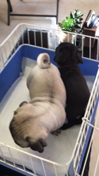 大河原亜矢子ブリーダーからお迎えしたパグ：バンくん