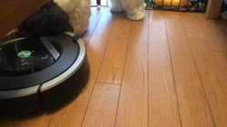 石橋さだ子ブリーダーからお迎えしたシーズー：ジャコくん